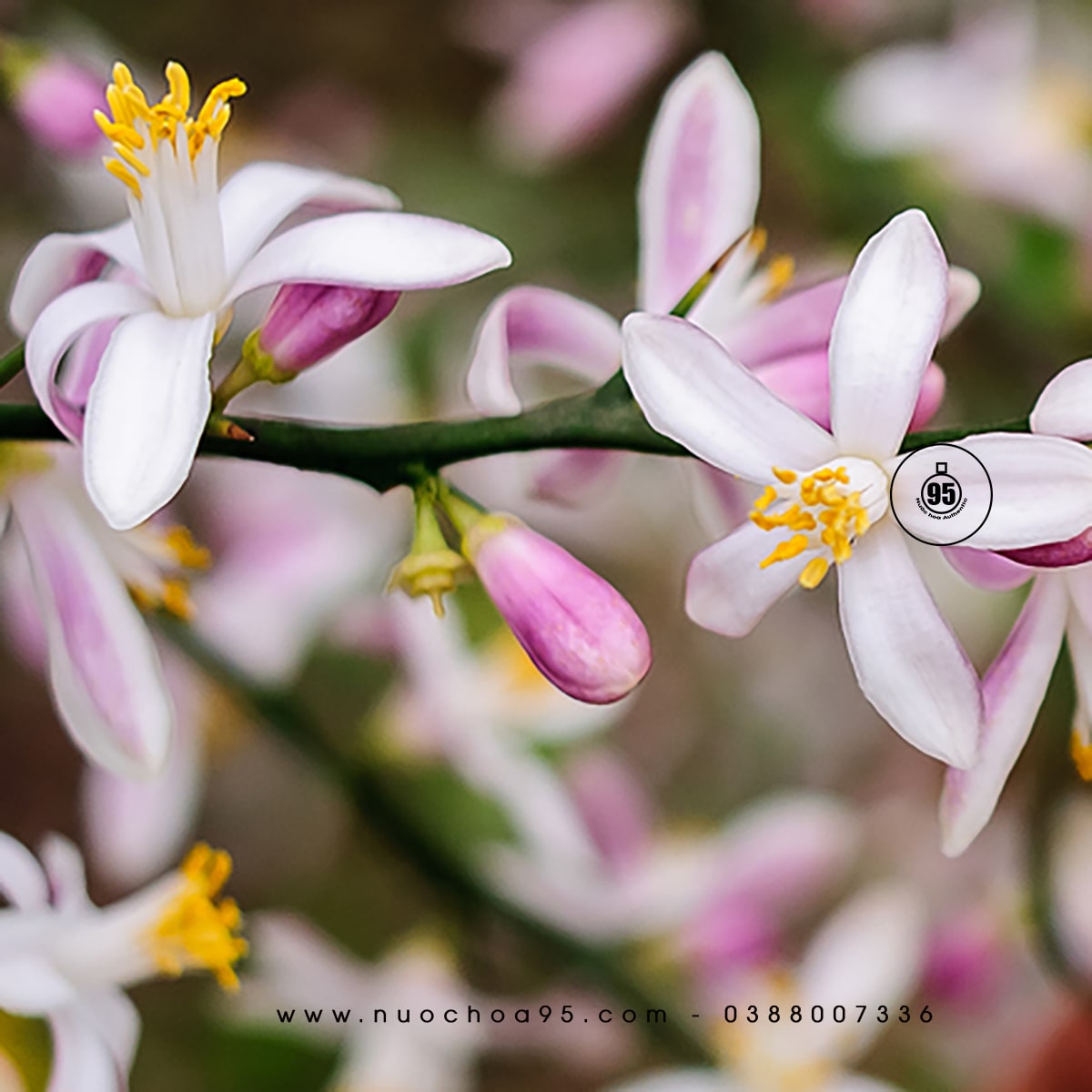 Hoa Chanh Vàng Lemon Blossom